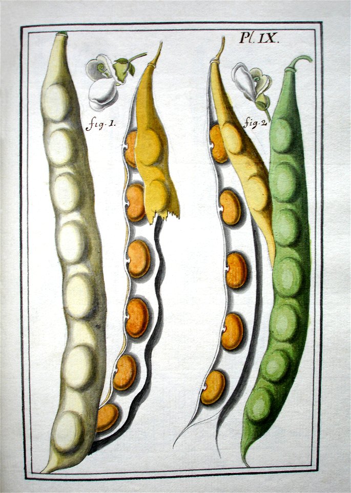 LeBerryais Haricots planche 09