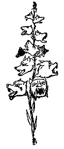 Lear - Barkia Howlaloudia
