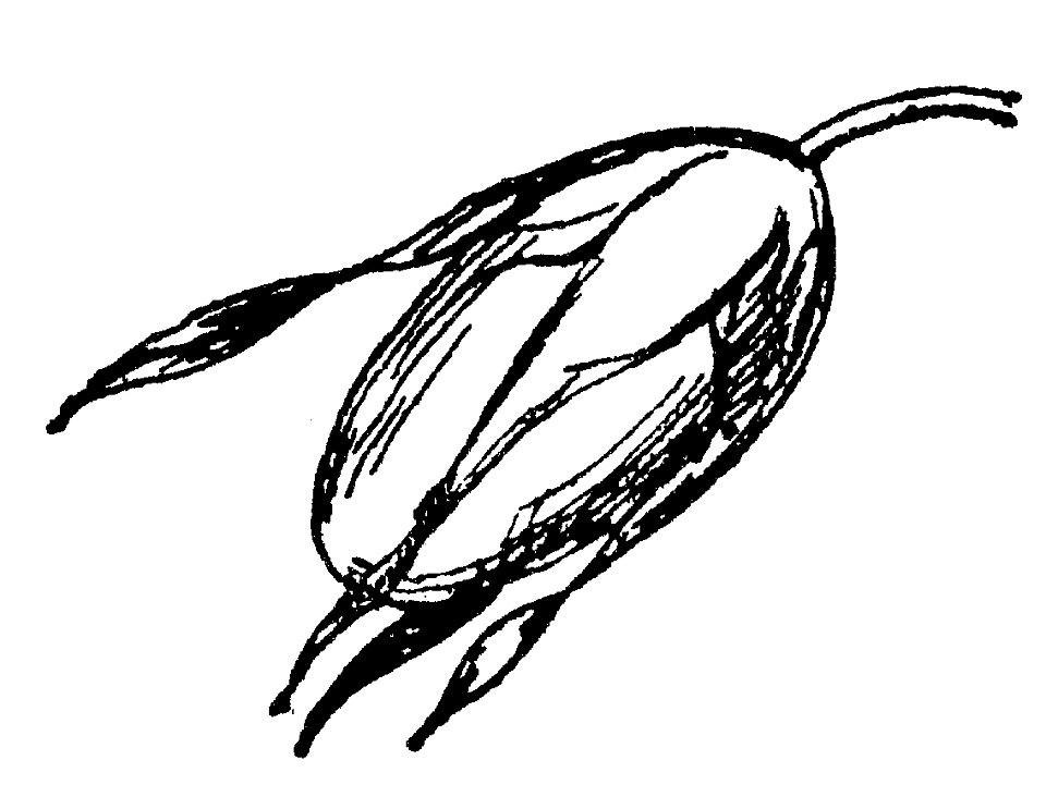Lear 3 - Nut