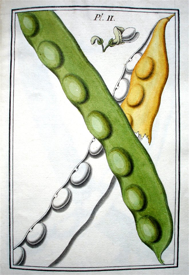LeBerryais Haricots planche 02