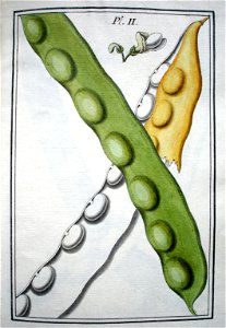 LeBerryais Haricots planche 02
