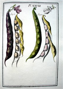 LeBerryais Haricots planche 28