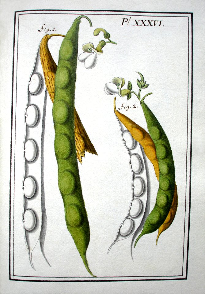 LeBerryais Haricots planche 36