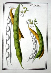 LeBerryais Haricots planche 36