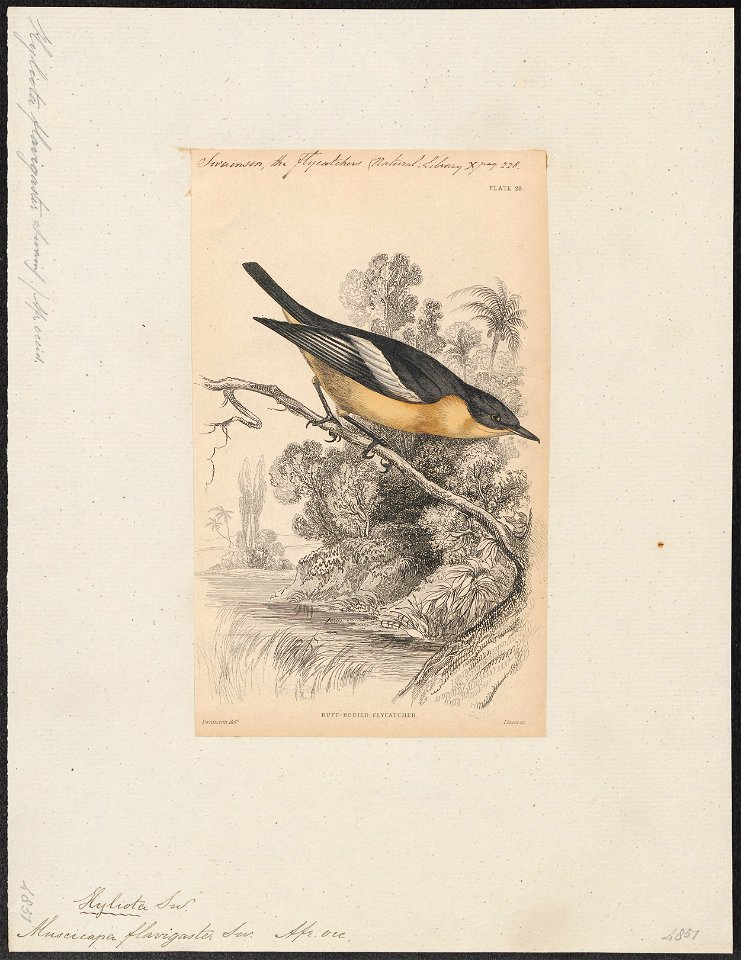 Muscicapa flavigaster - 1838 - Print - Iconographia Zoologica - Special Collections University of Amsterdam - UBA01 IZ16500139