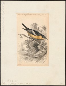 Muscicapa flavigaster - 1838 - Print - Iconographia Zoologica - Special Collections University of Amsterdam - UBA01 IZ16500139