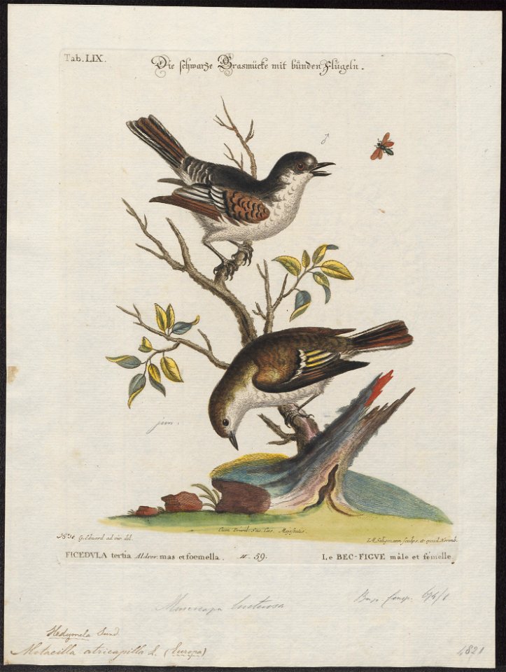 Muscicapa atricapilla - 1700-1880 - Print - Iconographia Zoologica - Special Collections University of Amsterdam - UBA01 IZ16500167