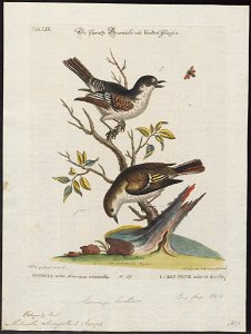 Muscicapa atricapilla - 1700-1880 - Print - Iconographia Zoologica - Special Collections University of Amsterdam - UBA01 IZ16500167