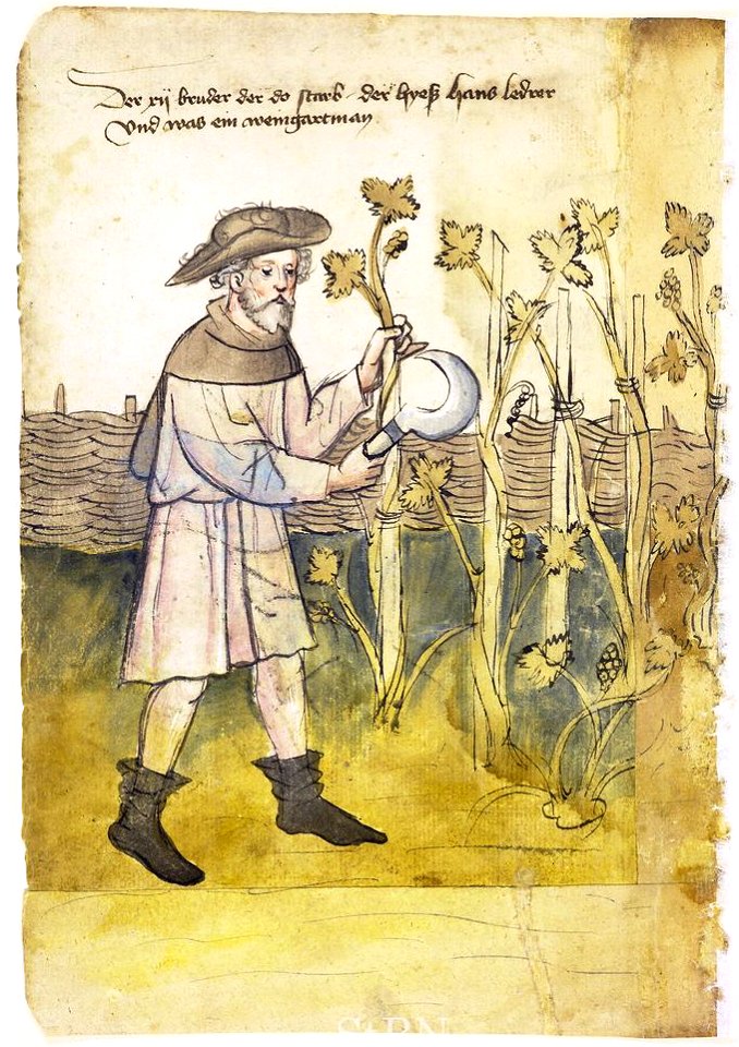 Mendel I 003 v