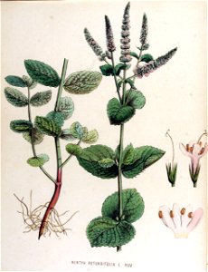 Mentha rotundifolia — Flora Batava — Volume v15