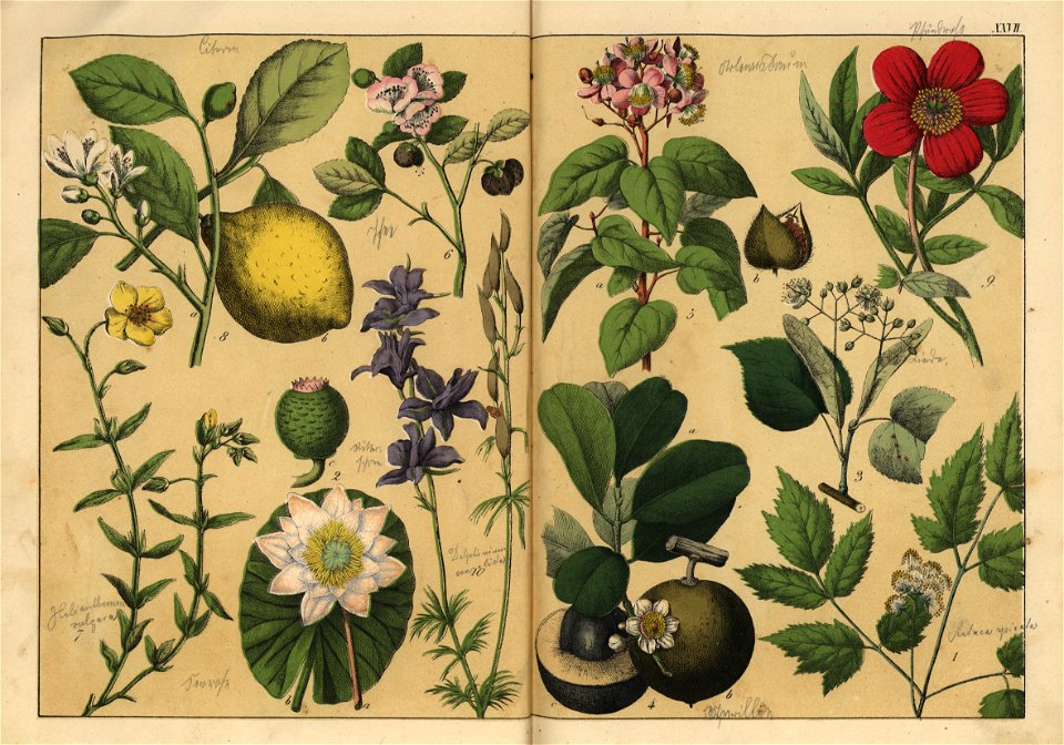 Naturgeschichte des Pflanzenreichs, Eßlingen 1870 - Tafel 027