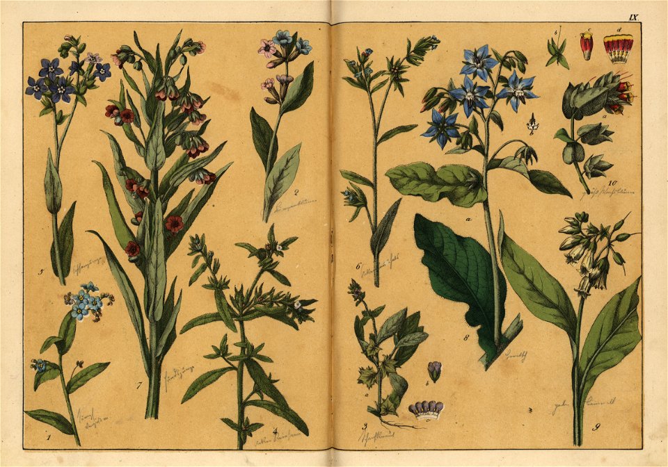 Naturgeschichte des Pflanzenreichs, Eßlingen 1870 - Tafel 009