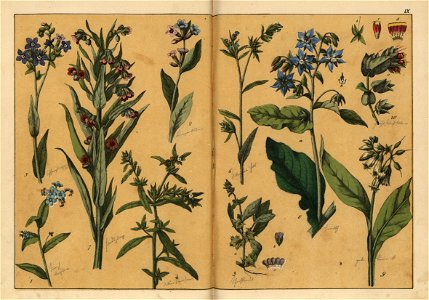 Naturgeschichte des Pflanzenreichs, Eßlingen 1870 - Tafel 009