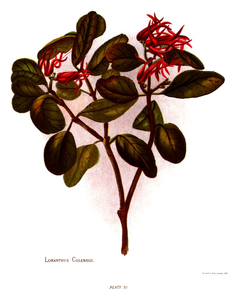 Nfnz d193 loranthus colensoi
