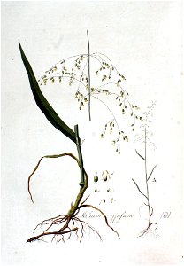 Milium effusum — Flora Batava — Volume v3