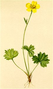 Ranunculus tuberosus Atlas Alpenflora. Free illustration for personal and commercial use.