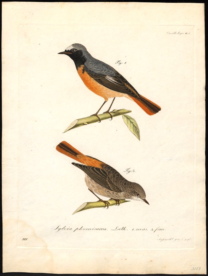 Ruticilla phoenicurus - 1800-1812 - Print - Iconographia Zoologica - Special Collections University of Amsterdam - UBA01 IZ16200238