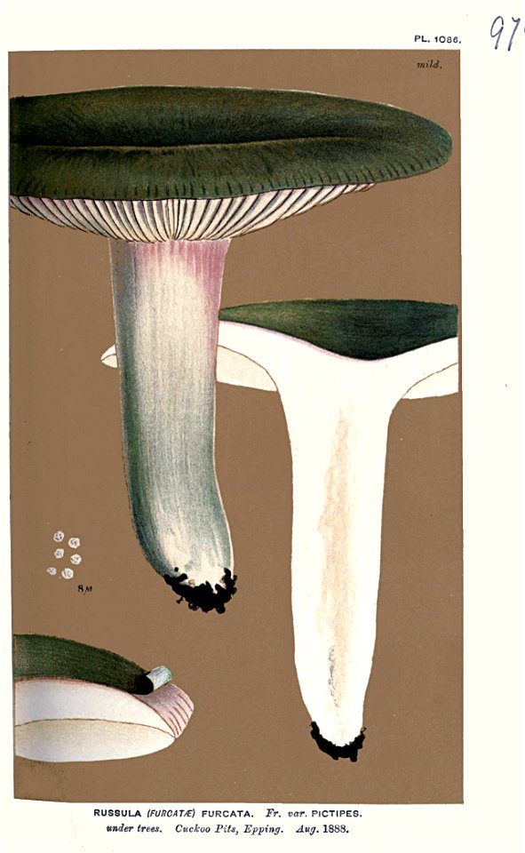Russula furcata var. pictipes-Cooke