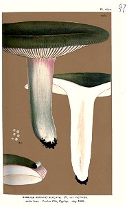 Russula furcata var. pictipes-Cooke. Free illustration for personal and commercial use.