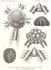 Résultats du voyage du S.Y. Belgica en 1897-1898-1899. Zoologie - Échinides et ophiures (1902) planche 6
