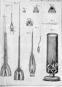 Réaumur-Filloeul-Illustrations de Mémoires pour servir à l'histoire des insectes - IV 30