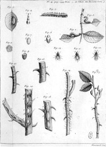 Réaumur-Haussard-Illustrations de Mémoires pour servir à l'histoire des insectes E-14-144