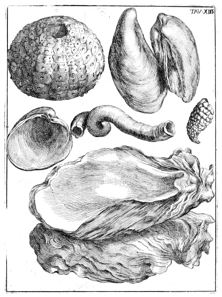 Scilla plate 13
