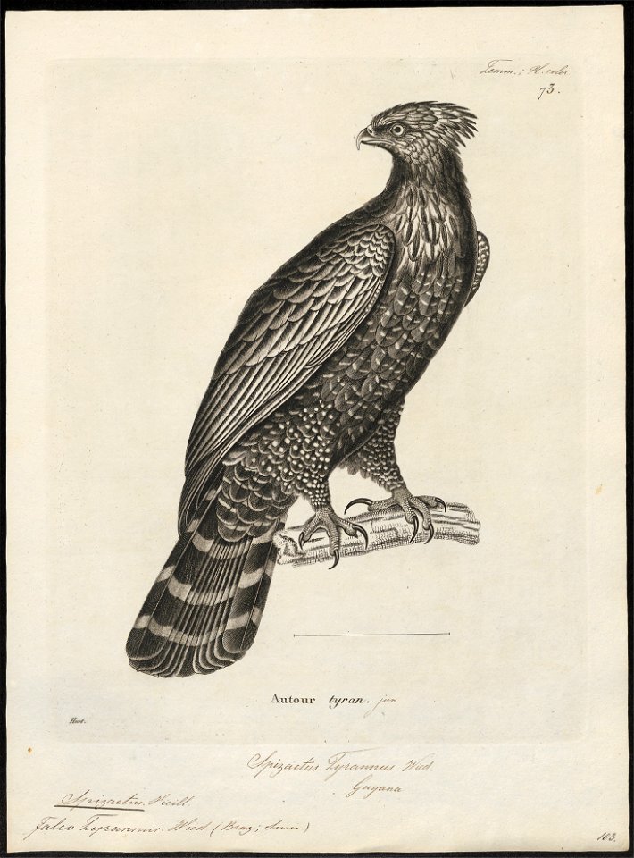 Spizaëtus tyrannus - 1700-1880 - Print - Iconographia Zoologica - Special Collections University of Amsterdam - UBA01 IZ18100221