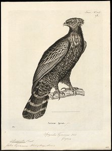 Spizaëtus tyrannus - 1700-1880 - Print - Iconographia Zoologica - Special Collections University of Amsterdam - UBA01 IZ18100221