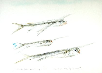 Three flying fish. RMG PU0497