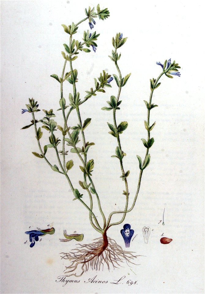 Thymus acinos — Flora Batava — Volume v9