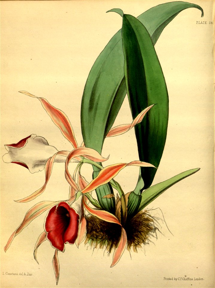 Trichopilia marginata Paxton 054