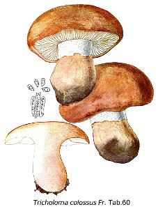 Tricholoma colossus-Icon-Mycol.-Tab-60