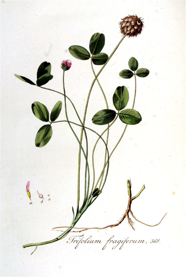 Trifolium fragiferum — Flora Batava — Volume v5