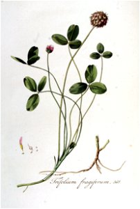 Trifolium fragiferum — Flora Batava — Volume v5. Free illustration for personal and commercial use.