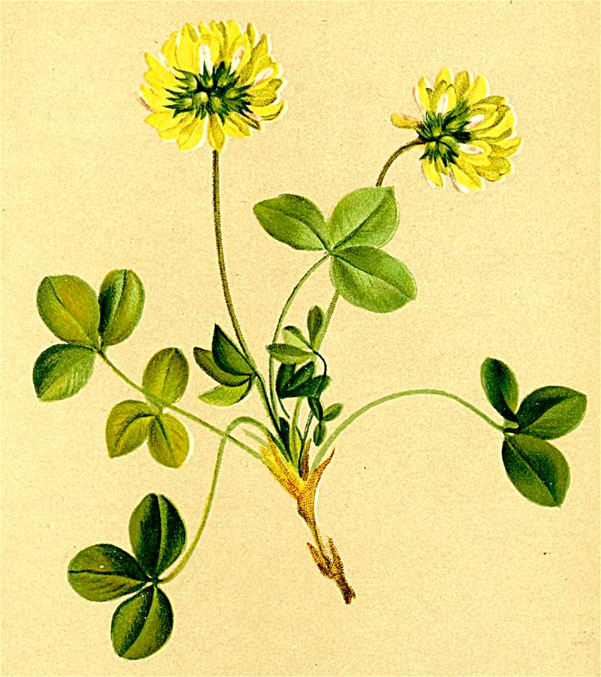 Trifolium pallescens Atlas Alpenflora