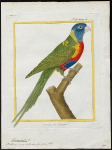 Trichoglossus novae hollandiae - 1700-1880 - Print - Iconographia Zoologica - Special Collections University of Amsterdam - UBA01 IZ18500213