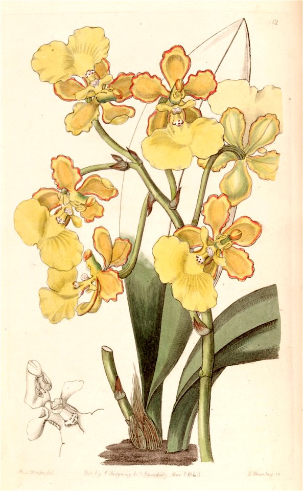 Trichocentrum bicallosum (as Oncidium bicallosum) - Edwards vol 29 (NS 6) pl 12 (1843)