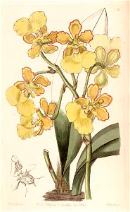 Trichocentrum bicallosum (as Oncidium bicallosum) - Edwards vol 29 (NS 6) pl 12 (1843)