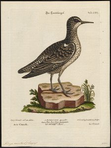 Tringa canutus - 1700-1880 - Print - Iconographia Zoologica - Special Collections University of Amsterdam - UBA01 IZ17400227