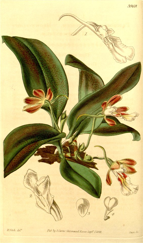 Trichocentrum fuscum