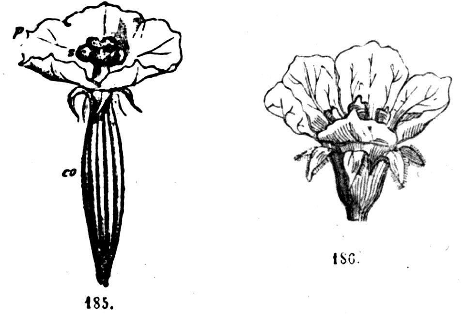 Trattato completo di agricoltura II fig007