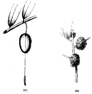 Trattato completo di agricoltura II fig022