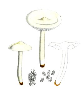 Tricholoma album f. gracile-G. Bresadola