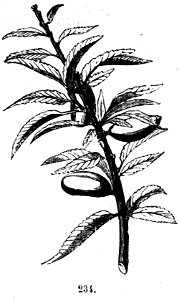 Trattato completo di agricoltura II fig046