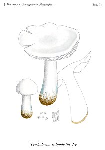 Tricholoma columbetta-Bres.-Tab71