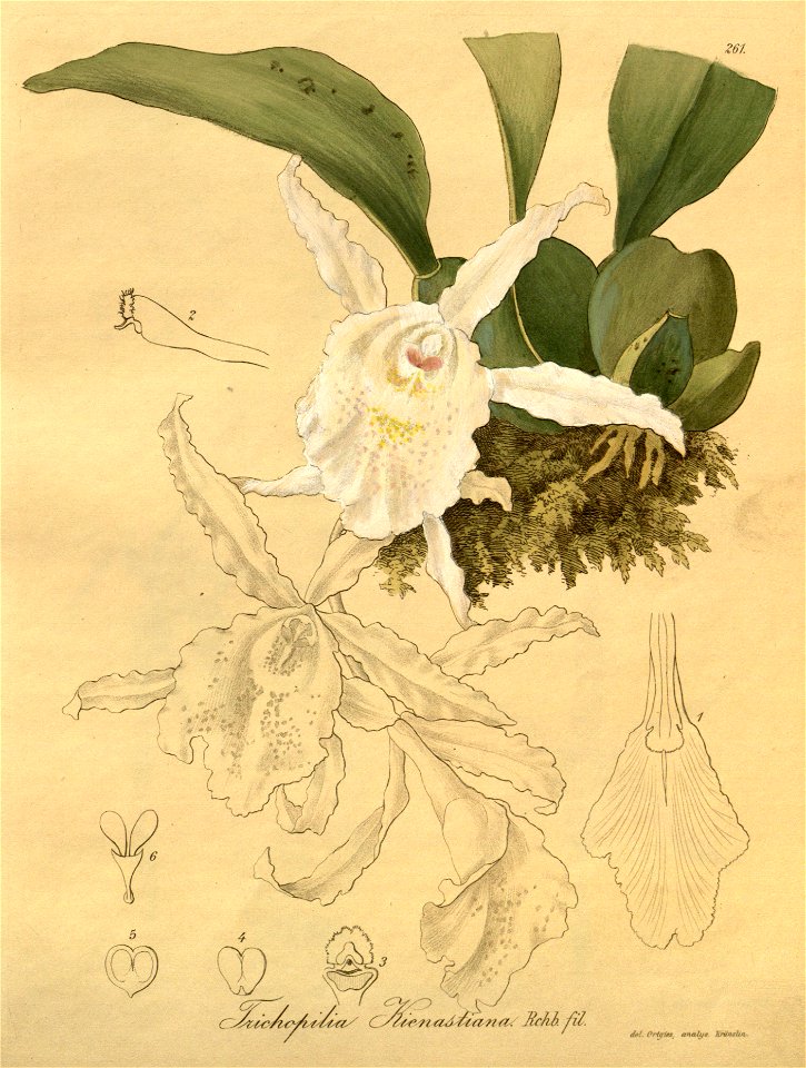 Trichopilia suavis (as Trichopilia kienastiana) - Xenia 3-261 (1893)