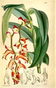 Trichotosia vestita (as Eria vestita) - Curtis' 95 (Ser. 3 no. 25) pl. 5807 (1869). Free illustration for personal and commercial use.
