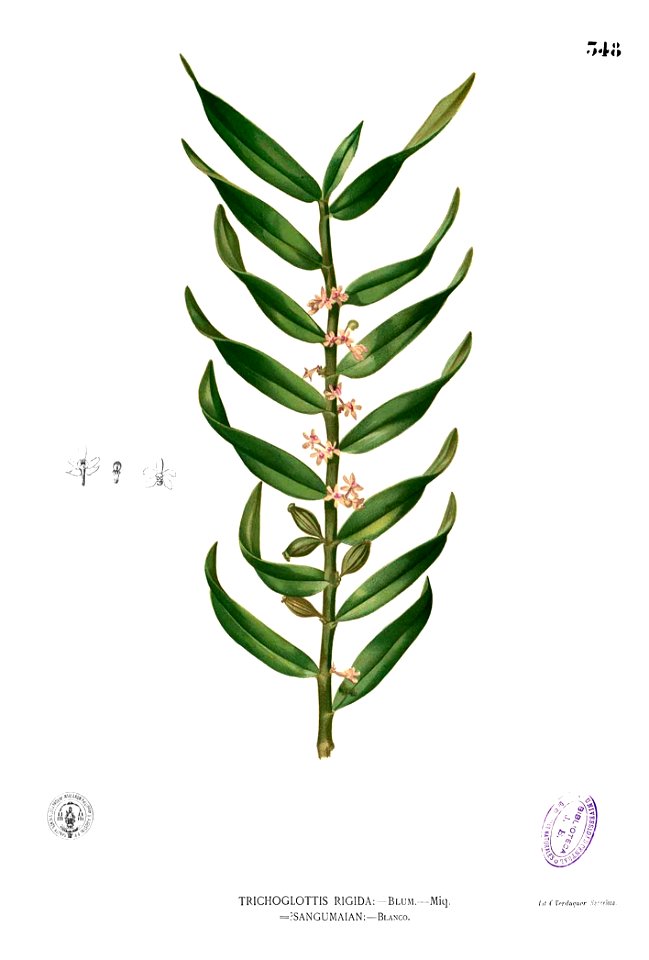 Trichoglottis rigida Blanco2.348
