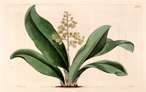Trichocentrum pumilum (as Oncidium pumilum) - Bot. Reg. 11 pl. 920 (1825)